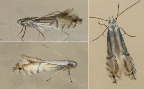 Phyllocnistis citrella